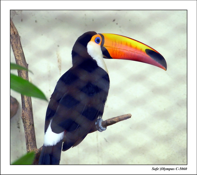 2005 - 08 - KUL - parc animalier  - 78.JPG